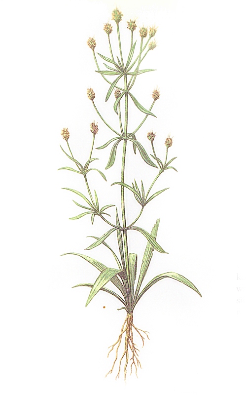 Babka płesznik - Plantago psyllium L.﻿